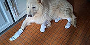 Snow participe au concours pour gagner de l'argent avec cette photo : animal, cabinet, curious, dog, domestic, floor, four_legged, fur, furniture, household, indoor, kitchen, laying_down, paw_wear, pet, quiet, resting, socks, tile_floor, white_dog