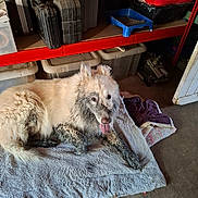 Snow participe au concours pour gagner de l'argent avec cette photo : animal, canine, dirty, dog, equipment, floor, fur, household, indoor, messy, muddy, pet, plastic_container, red_shelf, resting, shelf, storage, tongue_out, toolbox, towel