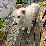 Snow a rejoint le concours — aidez-le/la à gagner de superbes lots ! dog, white_dog, outdoor, wooden_deck, stone_paving, potted_plant, curious, pet, animal, fur, garden, home, nature, daylight, canine, walking, domestic, friendly, ears, snout