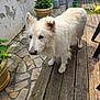 dog, white_dog, outdoor, wooden_deck, stone_paving, potted_plant, curious, pet, animal, fur, garden, home, nature, daylight, canine, walking, domestic, friendly, ears, snout