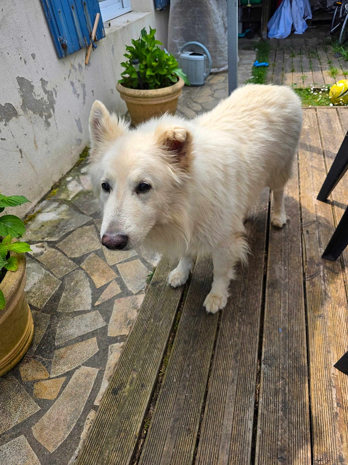 Snow a rejoint le concours — aidez-le/la à gagner de superbes lots ! dog, white_dog, outdoor, wooden_deck, stone_paving, potted_plant, curious, pet, animal, fur, garden, home, nature, daylight, canine, walking, domestic, friendly, ears, snout