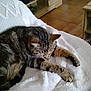 Maya participe au concours pour gagner de l'argent avec cette photo : cat, tabby, sleeping, paws, blanket, indoor, furniture, cozy, relaxation, fur, pet, animal, rest, home, soft, comfort, whiskers, brown, striped, cute