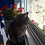 cat, curiosity, daylight, decor, domestic_animal, figurine, flower_pot, frog_figurine, indoor, pet, plant, quiet, red_flowers, shadow, sill, still_life, sunlight, tabby, table, window