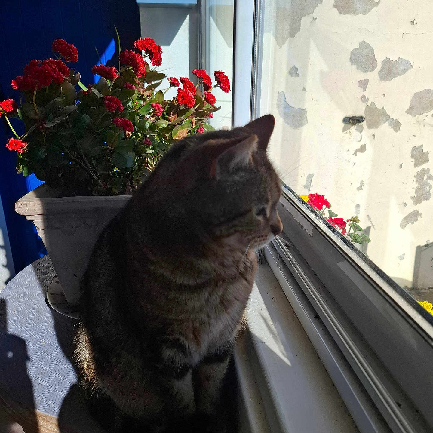 Maya