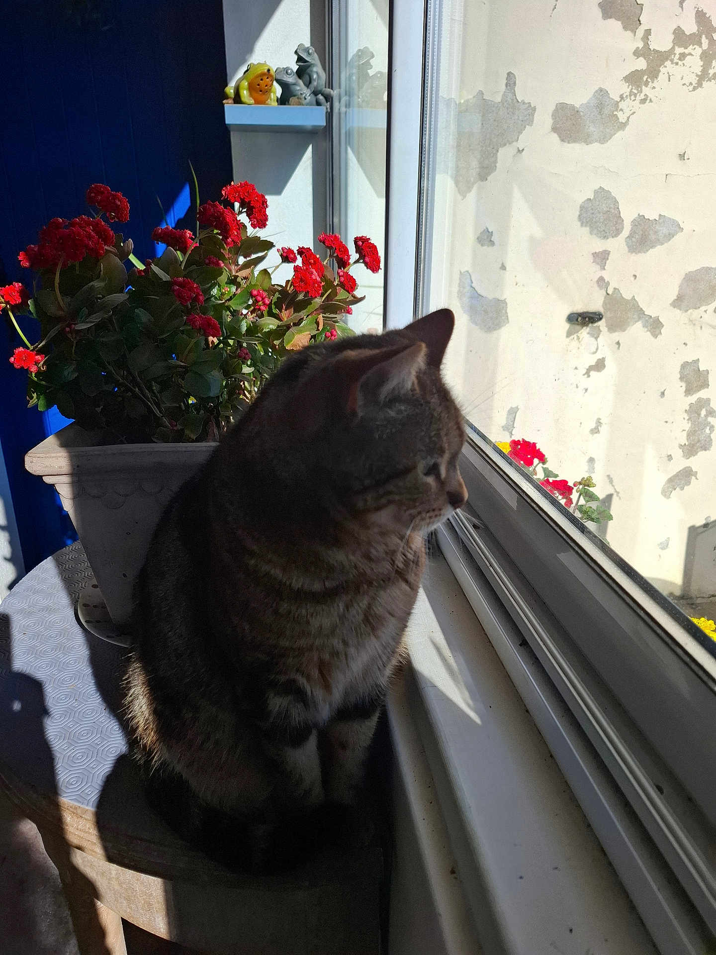 Maya