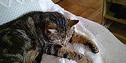 Maya a rejoint le concours — aidez-le/la à gagner de superbes lots ! cat, tabby, sleeping, paws, blanket, indoor, furniture, cozy, relaxation, fur, pet, animal, rest, home, soft, comfort, whiskers, brown, striped, cute