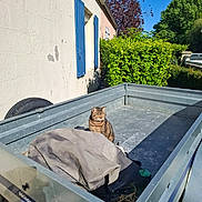 Maya a rejoint le concours — aidez-le/la à gagner de superbes lots ! cat, tabby_cat, metal_trailer, covered_items, sunlight, greenery, bush, tree, building, blue_shutters, wall, shadow, outdoor, daytime, pet, animal, nature, rustic, quiet, resting