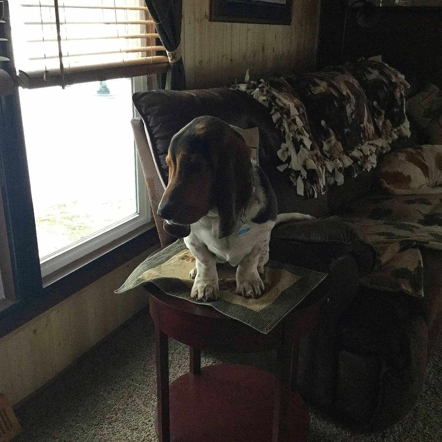 Willie