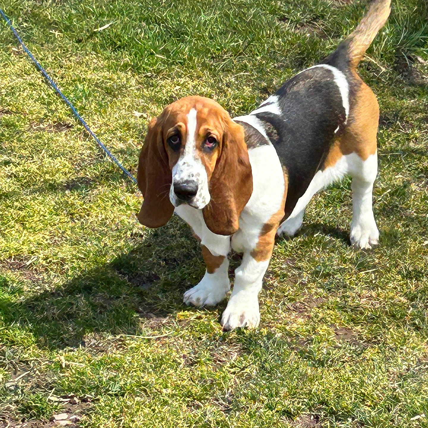 Blanche is registered to the contest to win money with this photo: accessories, animal, backyard, beagle, canine, dog, field, grass, grassland, hound, lawn, leash, nature, outdoors, park, pet, plant, puppy, strap, yard