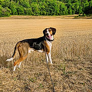 Vasko a rejoint le concours — aidez-le/la à gagner de superbes lots ! animal, blue_sky, canine, daytime, dog, field, forest, grass, greenery, happy, landscape, leash, nature, outdoor, pet, rural, sky, standing, summer, sunlight