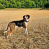animal, blue_sky, canine, daytime, dog, field, forest, grass, greenery, happy, landscape, leash, nature, outdoor, pet, rural, sky, standing, summer, sunlight