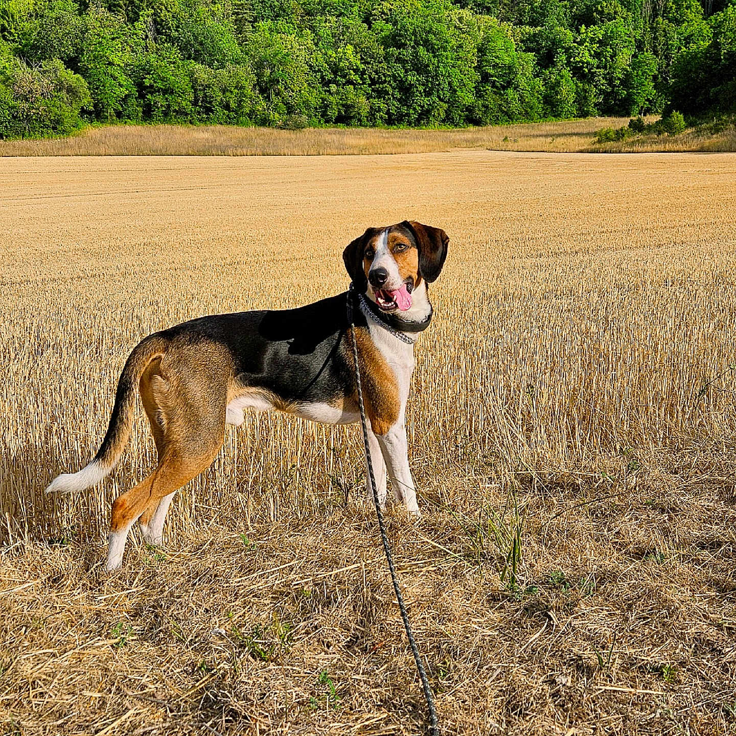 Vasko