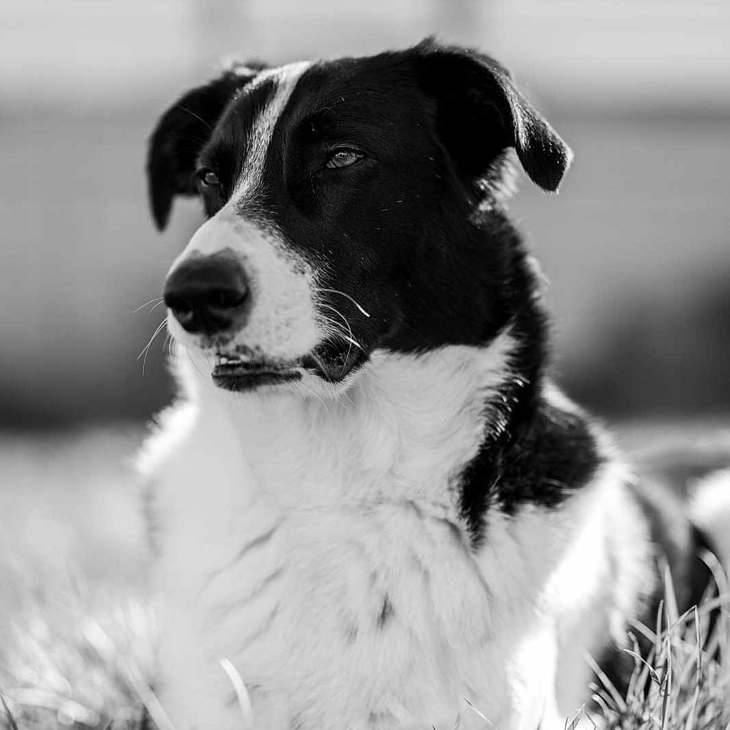 Shelby a rejoint le concours — aidez-le/la à gagner de superbes lots ! animal, appenzeller, beagle, bodypart, canine, cockerspaniel, collie, dog, grass, hound, husky, labradorretriever, mouth, person, pet, plant, pointer, puppy, snout, terrier