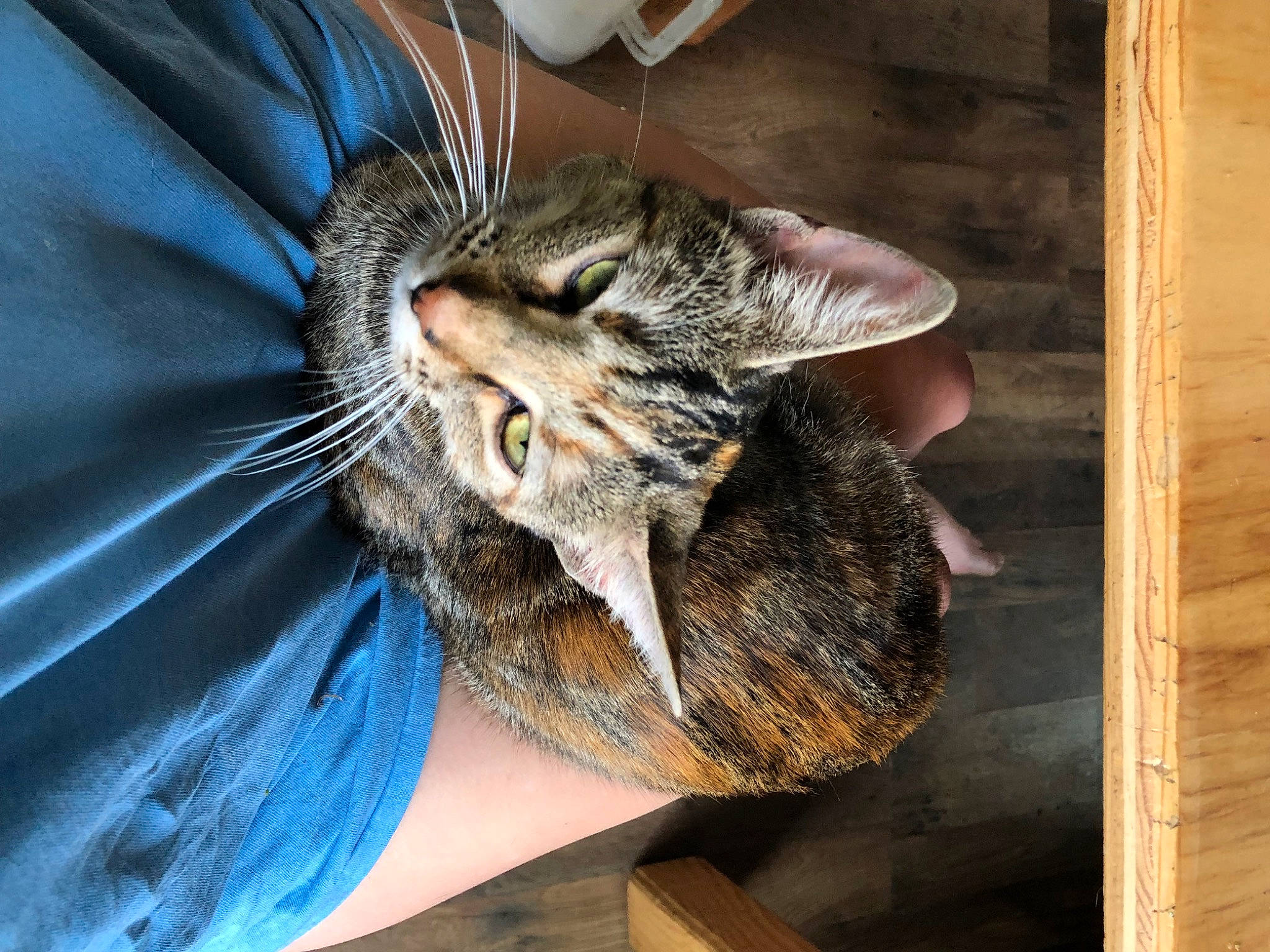 Cleo is registered to the contest to win money with this photo: carnivore, cat, claw, comfort, domestic_short_haired_cat, ear, electric_blue, eye, felidae, fur, gesture, glasses, head, nap, paw, small_to_medium_sized_cats, snout, whiskers, wildlife, wood