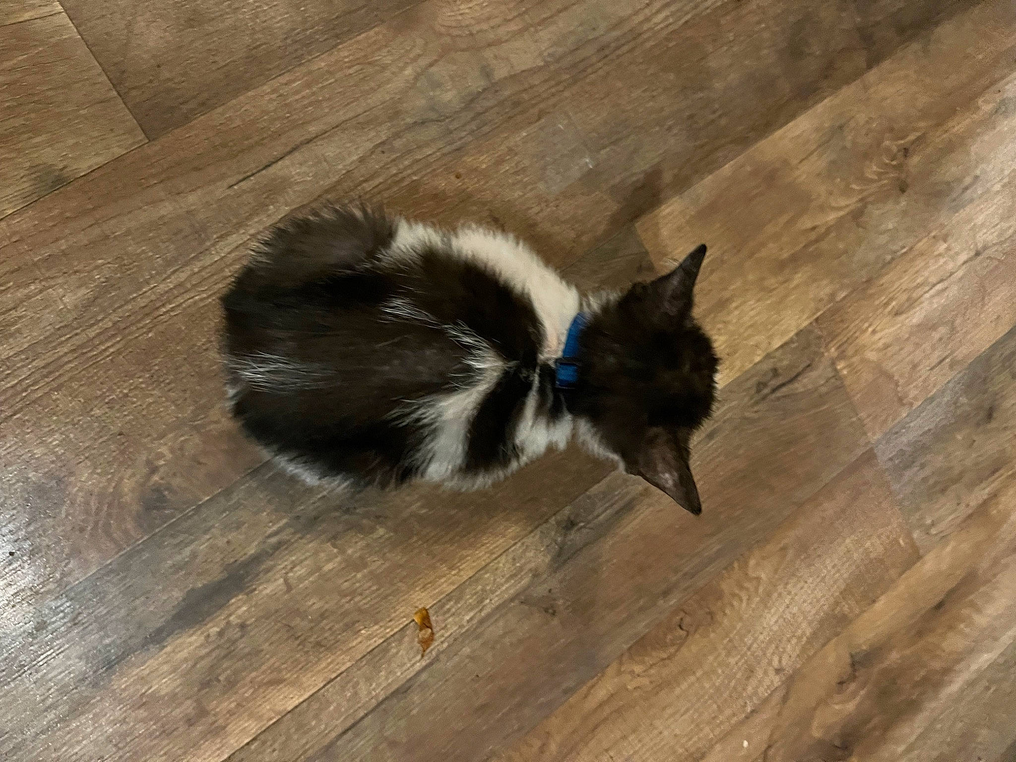 Otis is registered to the contest to win money with this photo: carnivore, electric_blue, felidae, flooring, foot, fur, hardwood, laminate_flooring, plank, plywood, skunk, small_to_medium_sized_cats, striped_skunk, tail, terrestrial_animal, varnish, whiskers, wood, wood_flooring, wood_stain
