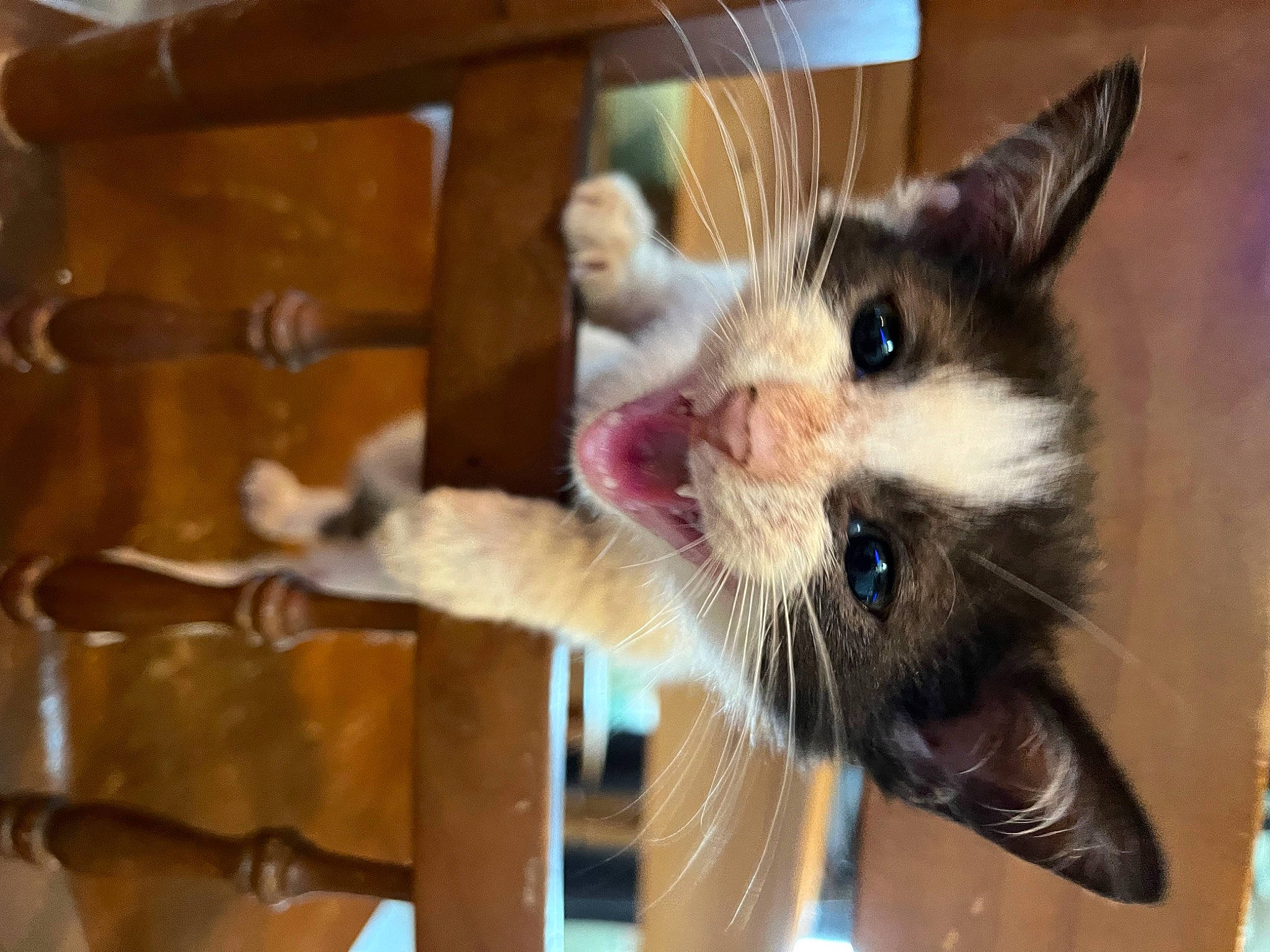Otis joined the competition — help win amazing prizes! animal_shelter, carnivore, cat, cat_supply, claw, domestic_short_haired_cat, fawn, felidae, fur, paw, pet_supply, small_to_medium_sized_cats, snout, tail, whiskers, window, wood