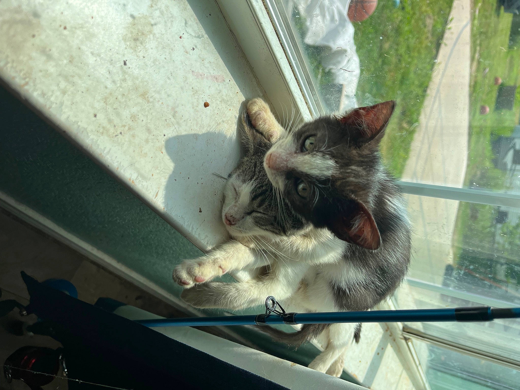Otis joined the competition — help win amazing prizes! animal_shelter, automotive_exterior, automotive_window_part, carnivore, cat, claw, domestic_short_haired_cat, felidae, fur, glass, metal, paw, small_to_medium_sized_cats, snout, tail, whiskers, window, windshield