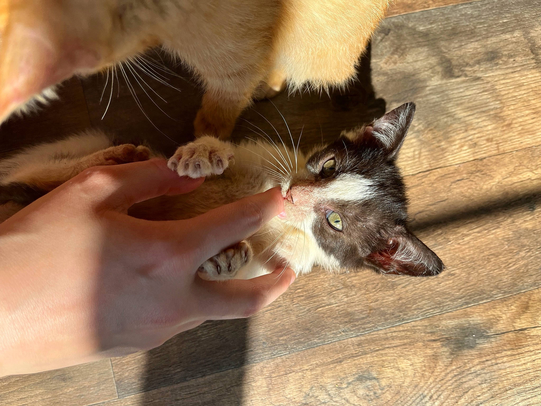 Otis is registered to the contest to win money with this photo: canidae, carnivore, cat, claw, dog_breed, fawn, felidae, finger, foot, fur, marsupial, nail, paw, small_to_medium_sized_cats, snout, thai, toe, wallaby, whiskers, wood