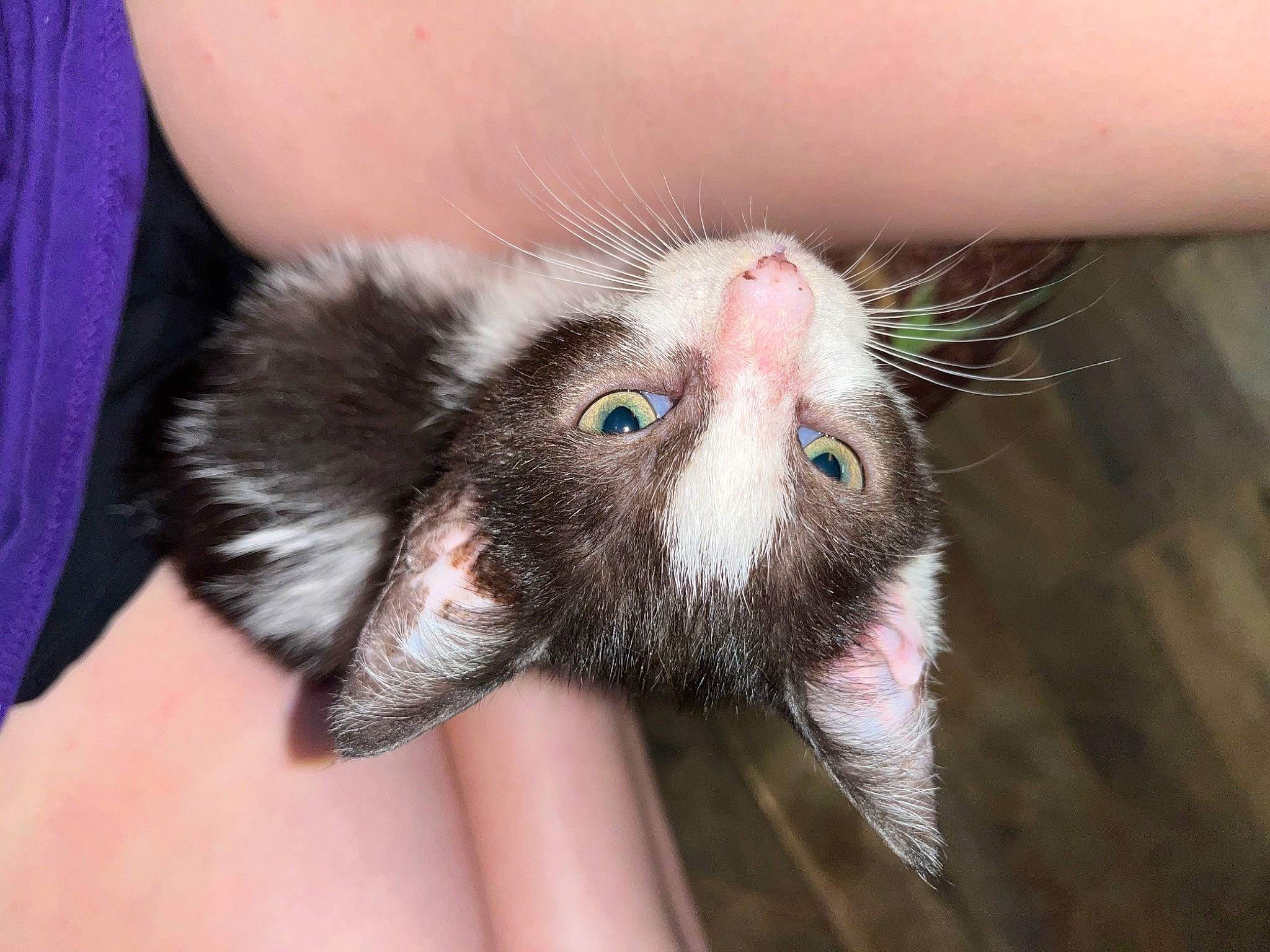 Otis is registered to the contest to win money with this photo: carnivore, cat, domestic_short_haired_cat, fawn, felidae, finger, fur, nail, small_to_medium_sized_cats, snout, whiskers