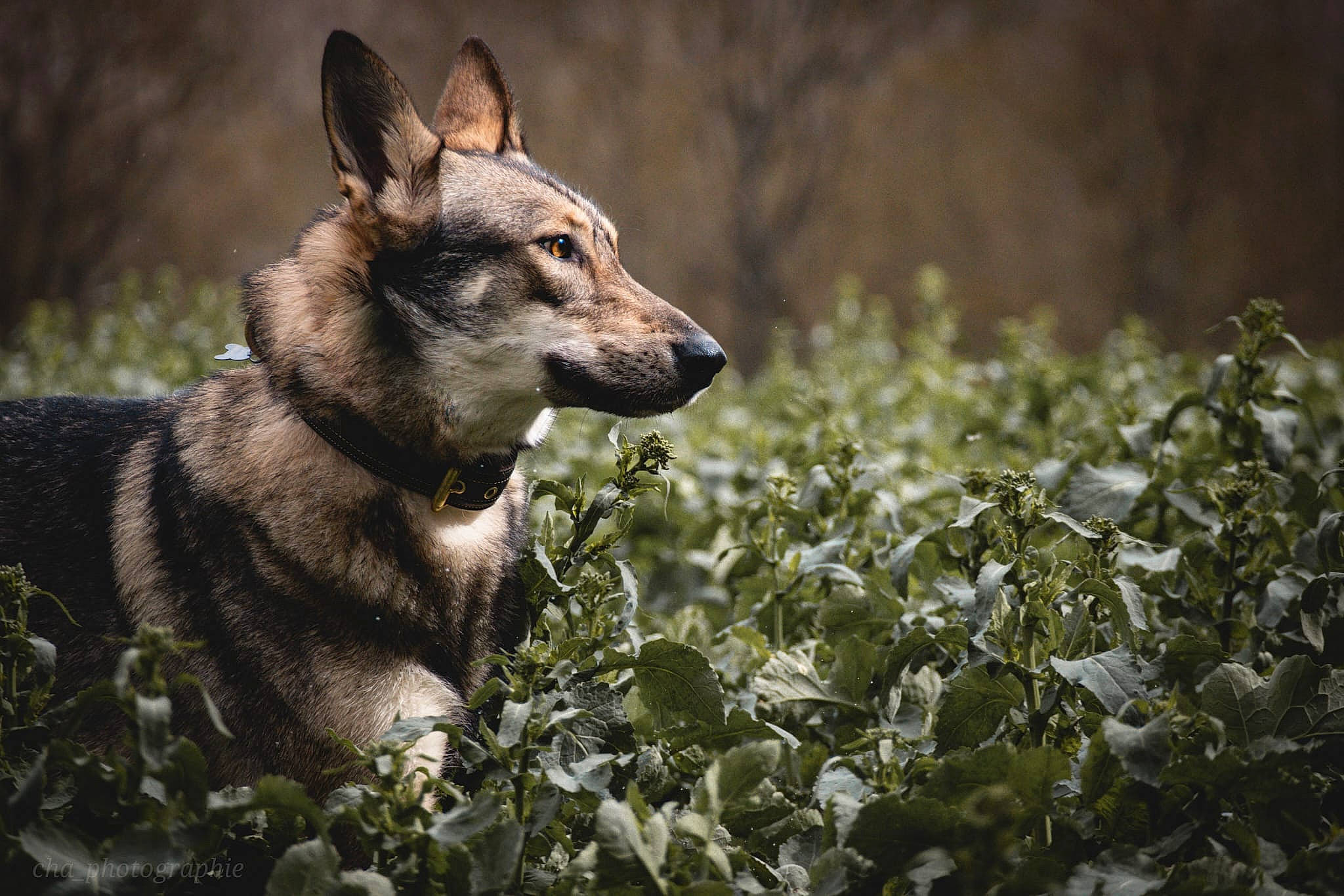 Ryuko participe au concours pour gagner de l'argent avec cette photo : canidae, canis, carnivore, companion_dog, dog, dog_breed, east_european_shepherd, fawn, forest, fur, grass, pack_animal, plant, snout, sporting_group, terrestrial_animal, whiskers, wildlife, working_animal, working_dog