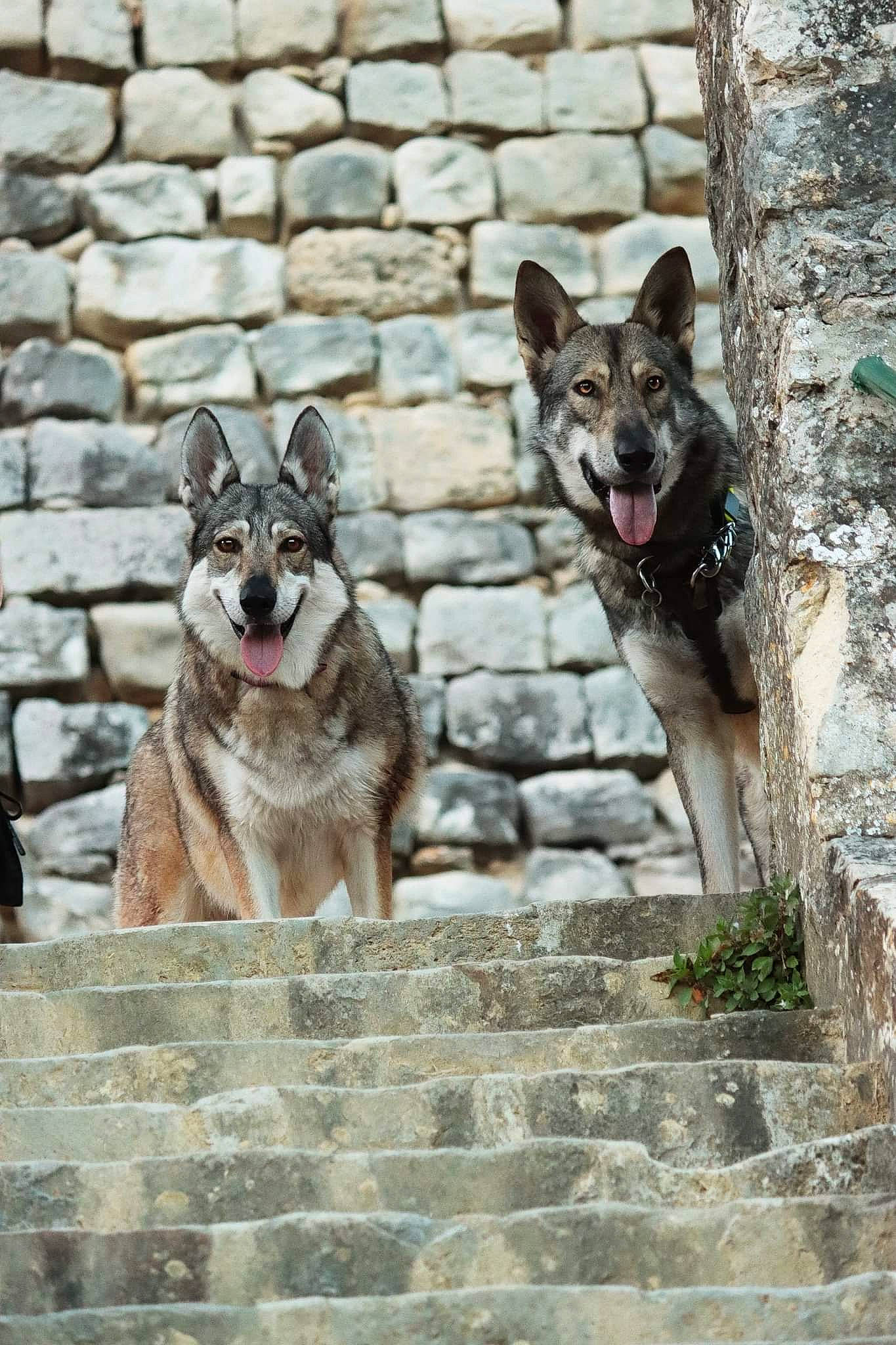 Ryuko a rejoint le concours — aidez-le/la à gagner de superbes lots ! canidae, carmine, carnivore, cobblestone, collar, companion_dog, dog, dog_breed, dog_supply, fawn, grey, leash, pet_supply, plant, road_surface, snout, sporting_group, street, vehicle, working_animal