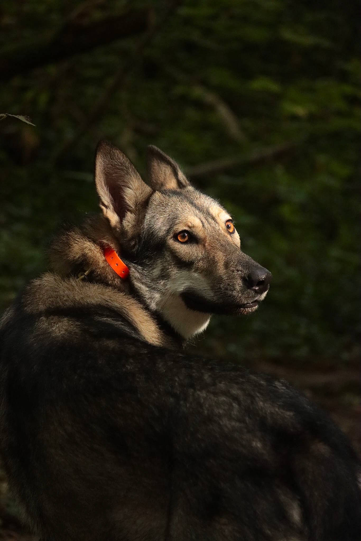 Ryuko participe au concours pour gagner de l'argent avec cette photo : canidae, carnivore, darkness, dog, dog_breed, fawn, forest, fur, horn, night, pack_animal, tail, terrestrial_animal, whiskers, wolf, wood, working_animal