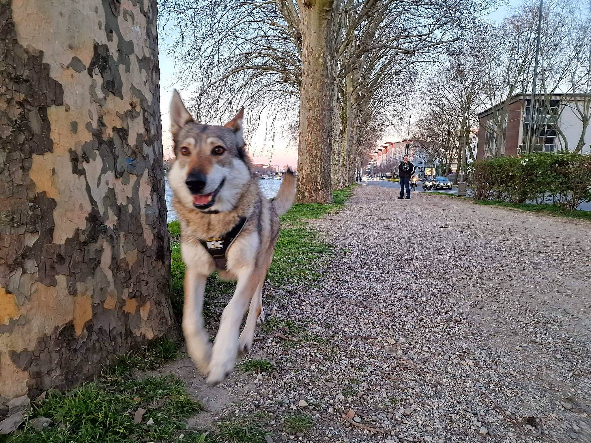 Jeïka participe au concours pour gagner de l'argent avec cette photo : canidae, carnivore, companion_dog, dog, dog_breed, fawn, grass, plant, road, road_surface, sky, sled_dog, snout, sporting_group, street_dog, tail, tree, window, working_animal, working_dog