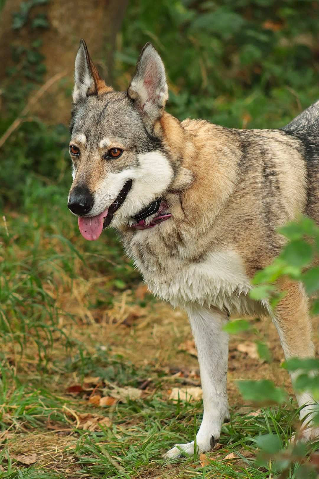 Jeïka a rejoint le concours — aidez-le/la à gagner de superbes lots ! art, biting, canidae, canis, carnivore, collar, dog, dog_breed, fang, fur, grass, plant, snout, sporting_group, sulimov_dog, terrestrial_animal, wildlife, wolf, working_animal, working_dog
