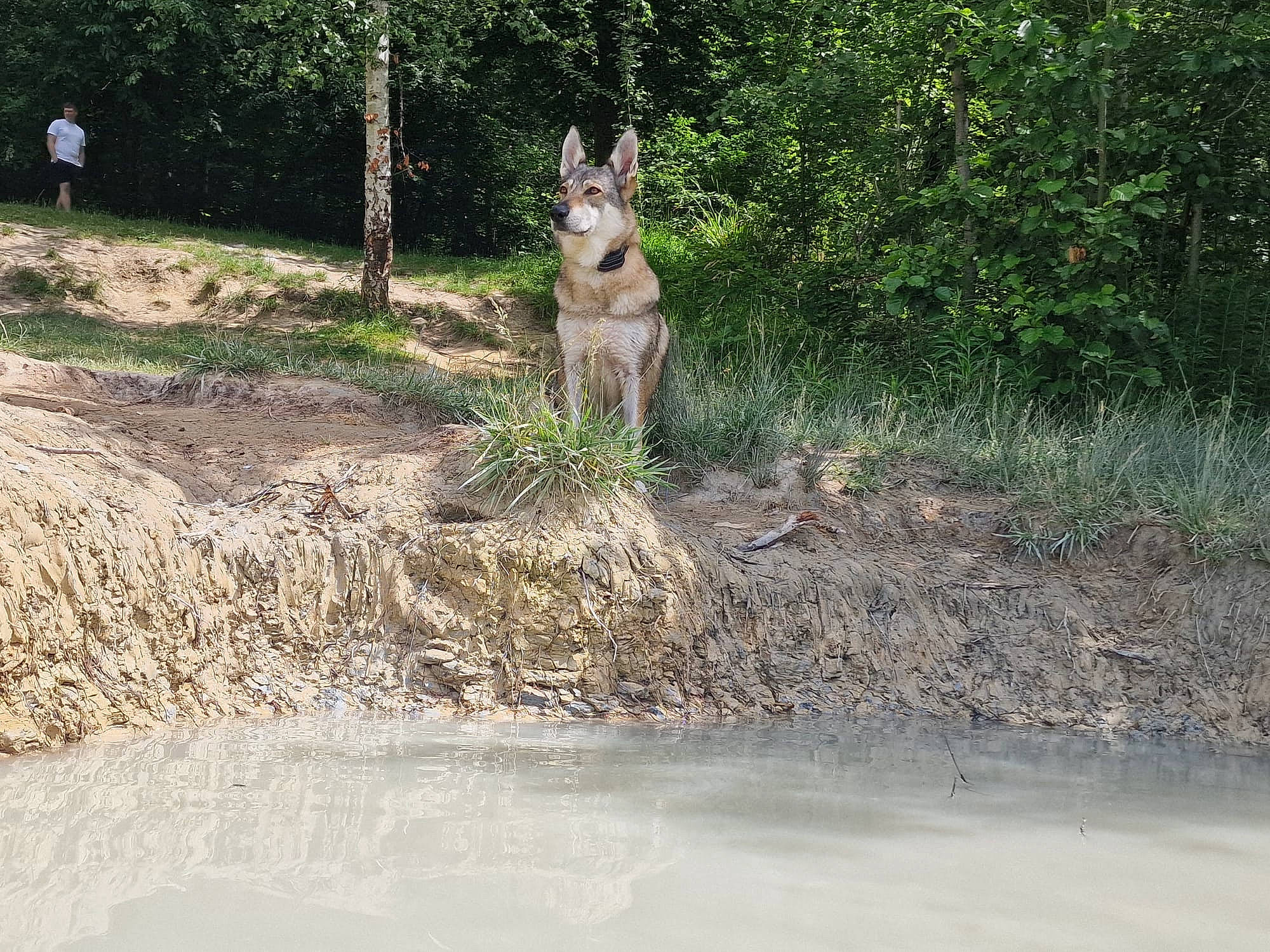 Jeïka a rejoint le concours — aidez-le/la à gagner de superbes lots ! canidae, carnivore, dog_breed, fawn, forest, fox, grass, landscape, plant, riparian_zone, soil, sporting_group, tail, terrestrial_animal, tree, trunk, water, wildlife, woodland, working_animal