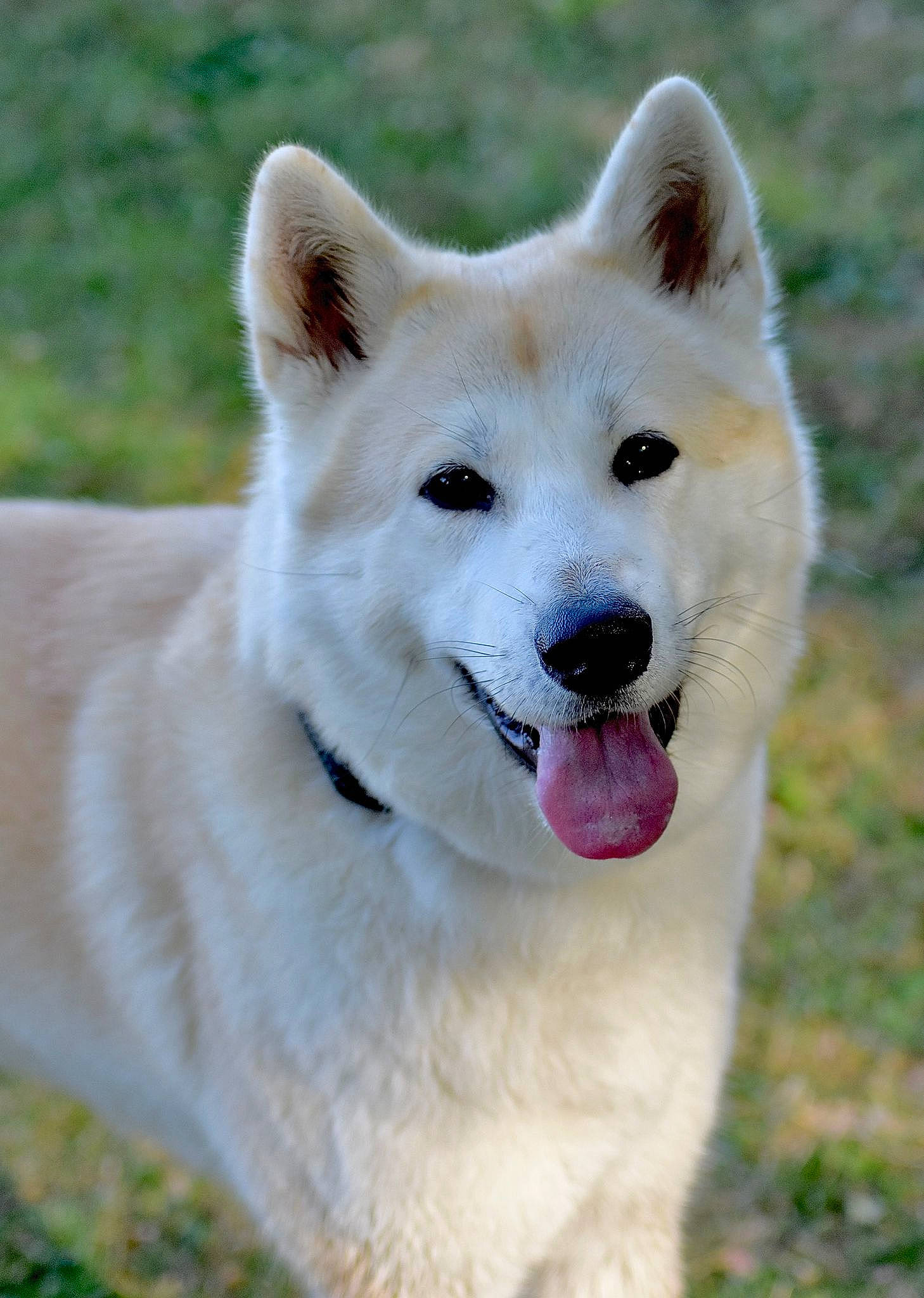 Aki participe au concours pour gagner de l'argent avec cette photo : ancient_dog_breeds, canidae, carnivore, collar, companion_dog, dog, dog_breed, fang, fur, grass, liquid, non_sporting_group, snout, sporting_group, terrestrial_animal, wildlife, working_animal, working_dog
