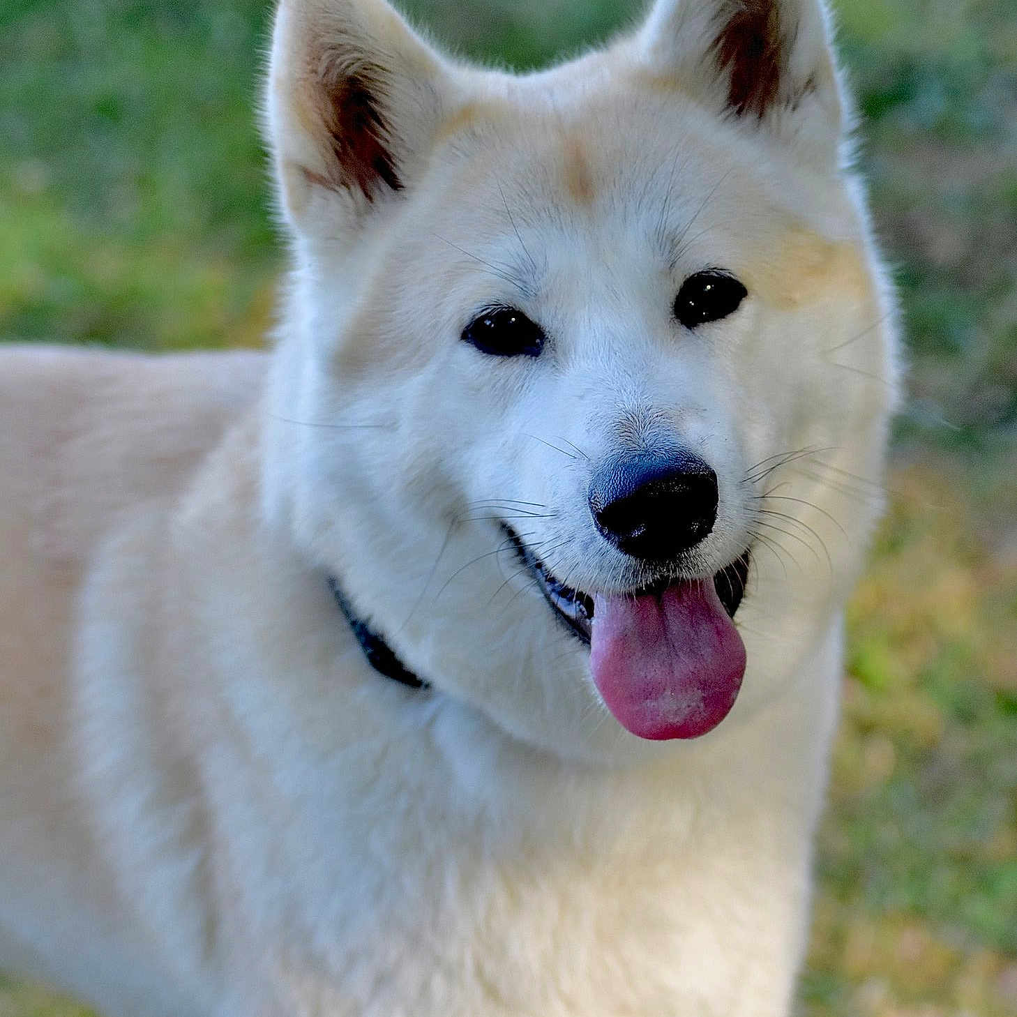 Aki