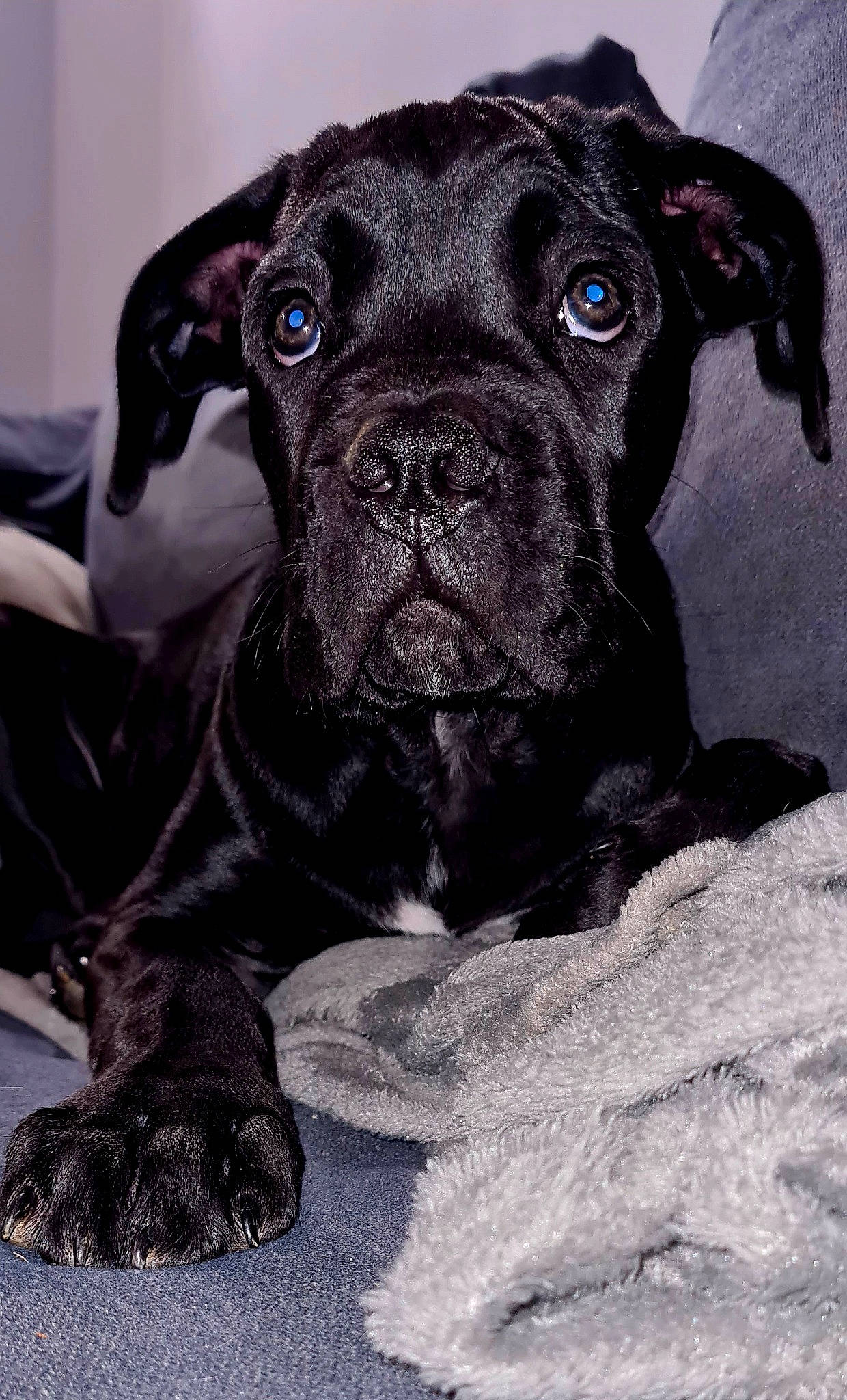 Cerbère participe au concours pour gagner de l'argent avec cette photo : canidae, carnivore, comfort, companion_dog, dog, dog_breed, fawn, fur, liver, non_sporting_group, pug, puppy, snout, sporting_group, terrestrial_animal, toy_dog, whiskers, working_animal, wrinkle