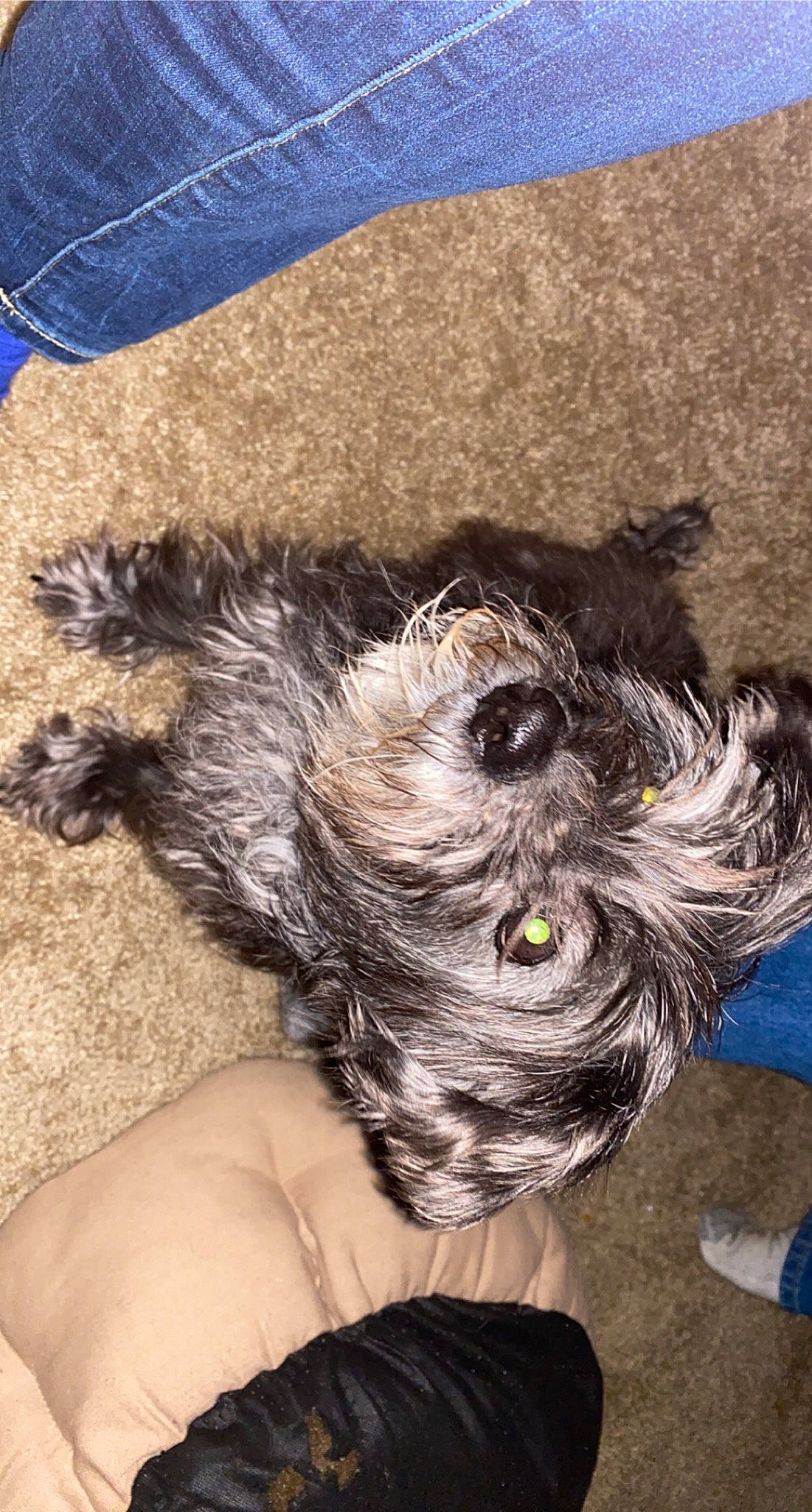 Keisha is registered to the contest to win money with this photo: canidae, carnivore, companion_dog, dog, dog_breed, foot, fur, nail, non_sporting_group, puppy, small_terrier, snout, terrier, toy_dog, working_animal