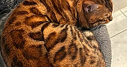 Persic a rejoint le concours — aidez-le/la à gagner de superbes lots ! animal, bengal_cat, cat, close_up, curled_up, cushion, cute, domestic_cat, feline, fur, grey, indoor, patterned_coat, pet, relaxed, resting, sleeping, spotted, striped, tile_floor