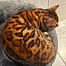 animal, bengal_cat, cat, close_up, curled_up, cushion, cute, domestic_cat, feline, fur, grey, indoor, patterned_coat, pet, relaxed, resting, sleeping, spotted, striped, tile_floor