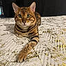animal, bed, bedspread, bengal_cat, cat, cute, domestic_animal, feline, fur, green_eyes, indoor, laying_down, looking_at_camera, paw, pet, portrait, relaxed, resting, spotted, striped