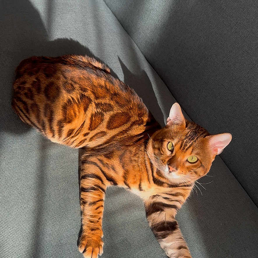 Persic a rejoint le concours — aidez-le/la à gagner de superbes lots ! animal, bengal_cat, buttoned_couch, cat, couch, cozy, domestic_animal, feline, home, indoor, looking_at_camera, orange, patterned_fur, pet, relaxed, resting, shadow, soft_texture, striped, sunlight