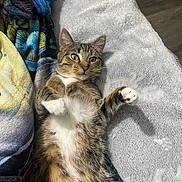 Brinn is registered to the contest to win money with this photo: cat, tabby_cat, lying_down, pet, indoor, blanket, cozy, fur, whiskers, paws, relaxed, cute, animal, domestic_cat, sleeping_area, bed, soft_texture, curious, resting, feline