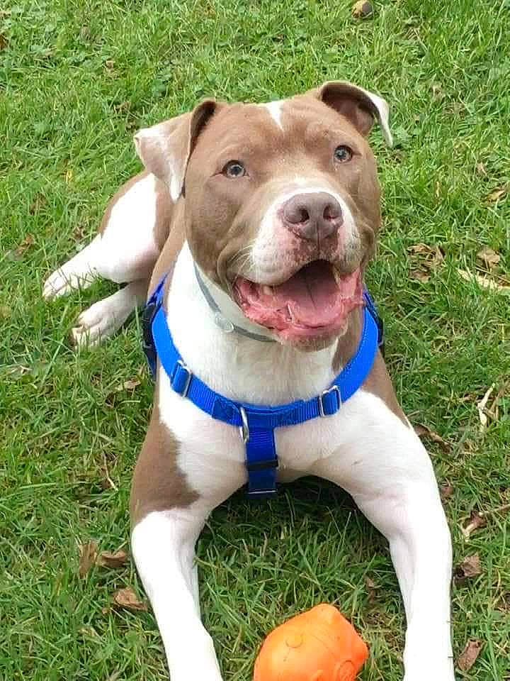 Benson joined the competition — help win amazing prizes! ball, canidae, carnivore, collar, companion_dog, dog, dog_breed, dog_collar, dog_supply, fawn, grass, leash, liver, non_sporting_group, pet_supply, snout, sporting_group, whiskers, working_animal, working_dog