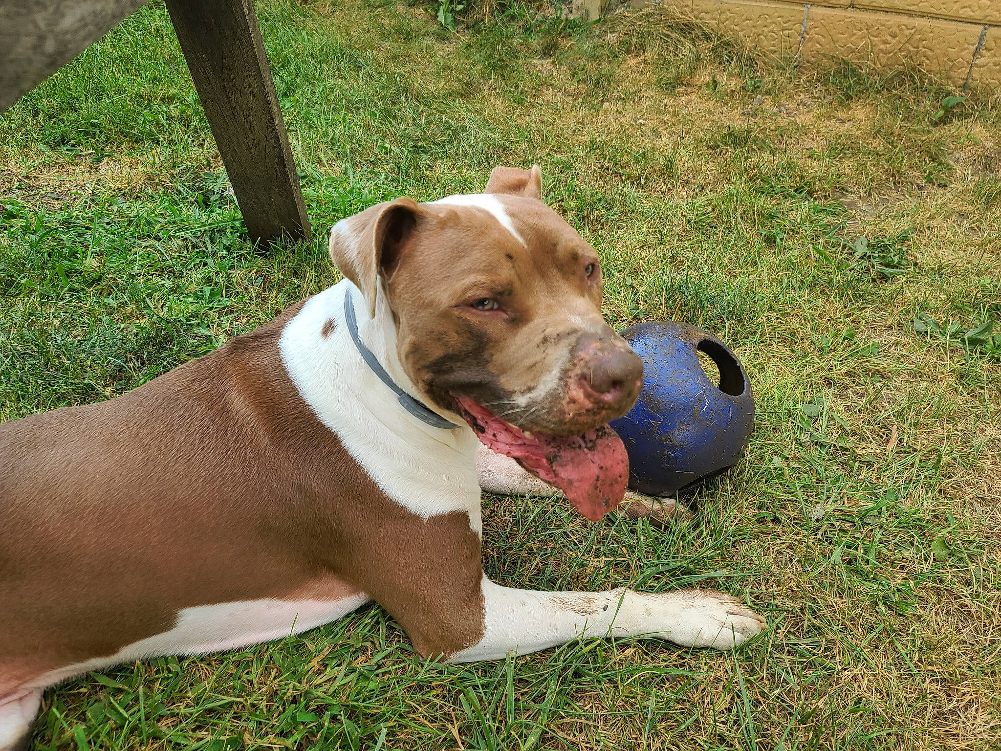 Benson joined the competition — help win amazing prizes! australian_bulldog, bulldog, canidae, carnivore, collar, companion_dog, dog, dog_breed, dog_collar, dog_supply, fawn, grass, molosser, olde_english_bulldogge, plant, sporting_group, white_english_bulldog, working_animal, working_dog, wrinkle