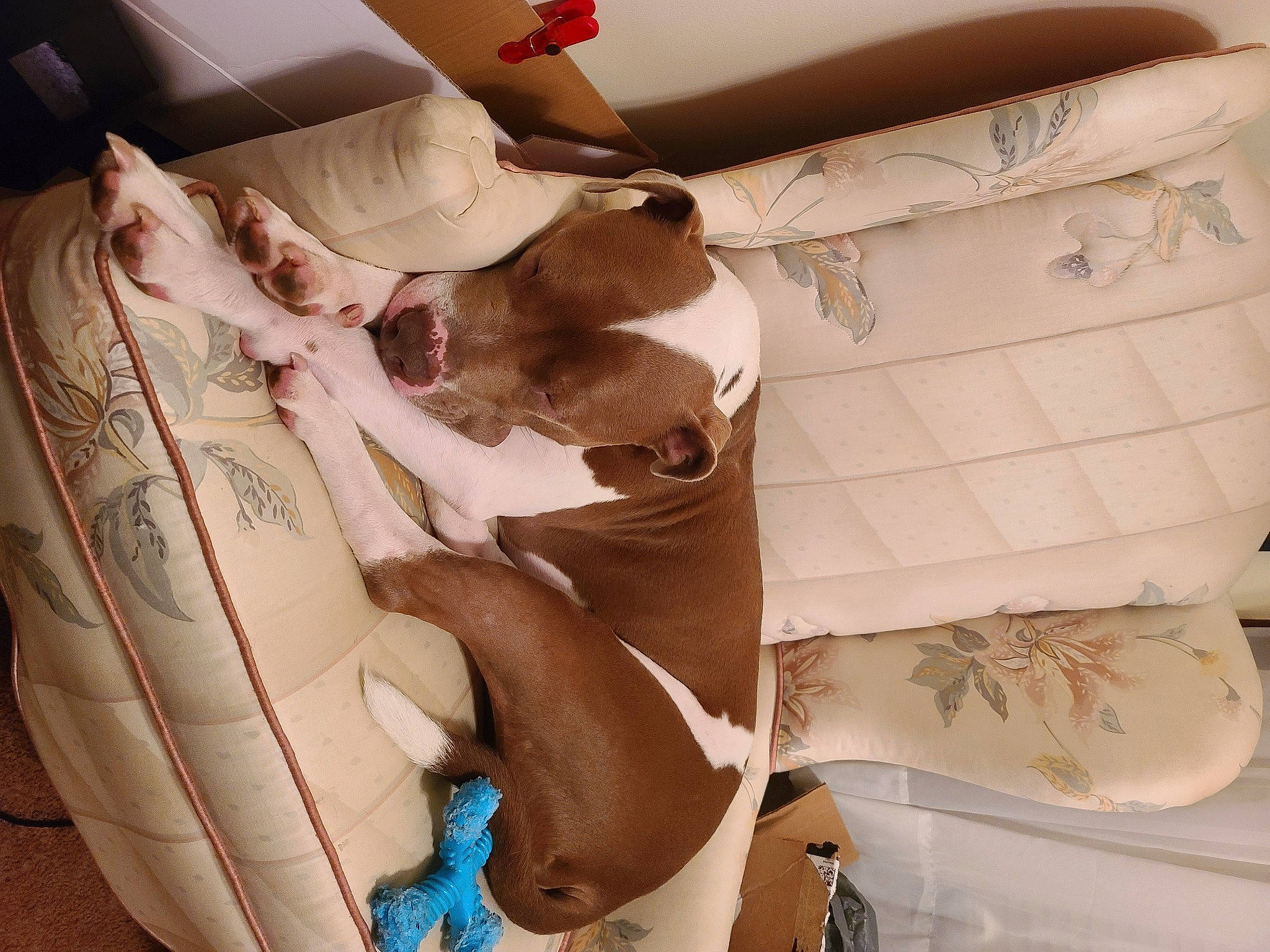 Benson is registered to the contest to win money with this photo: arm, beige, chest, comfort, fashion, fashion_accessory, fashion_design, finger, human_body, human_leg, joint, knee, leg, peach, shoe, textile, thigh, trunk, waist, white