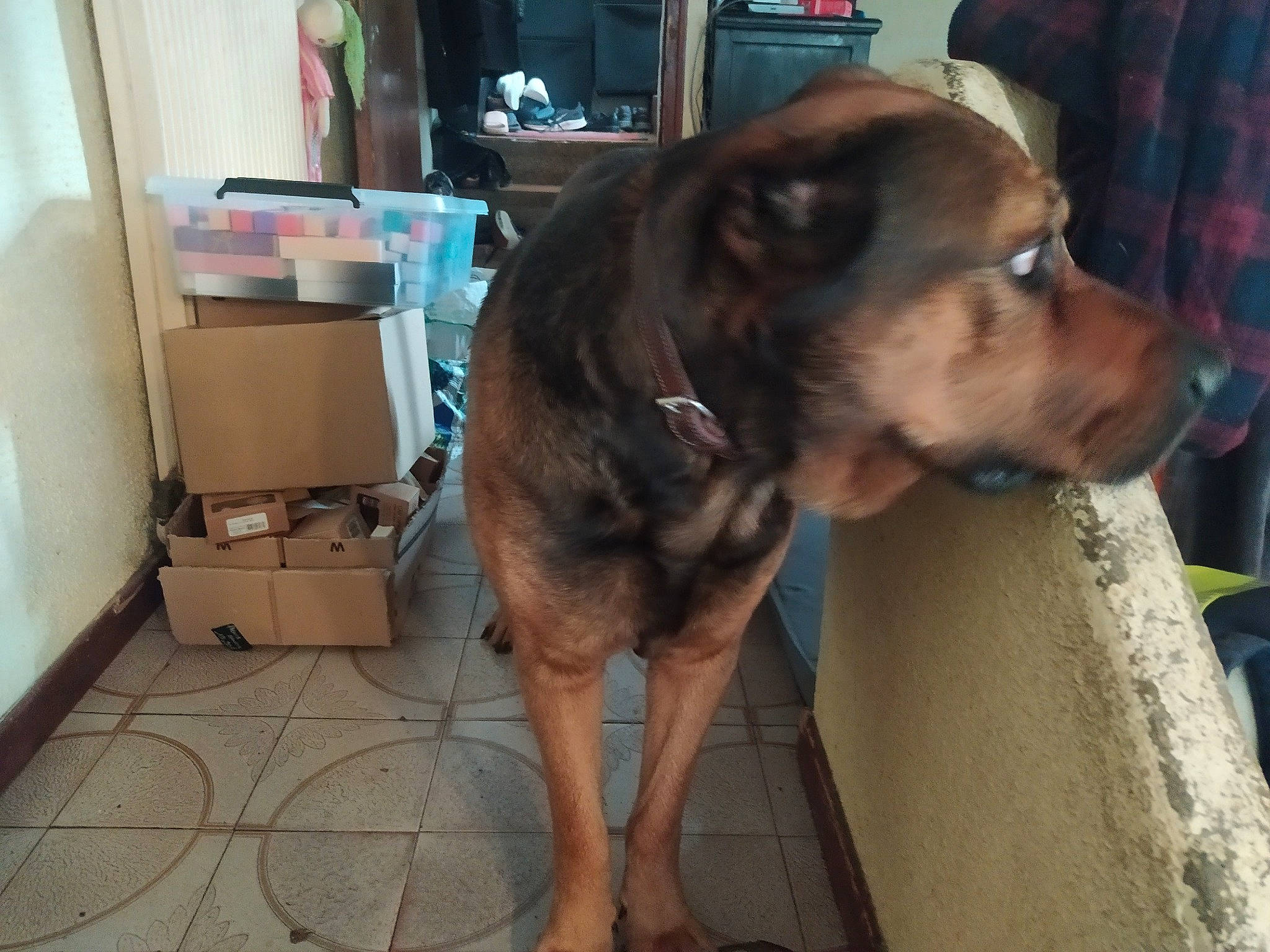 Oupeur a rejoint le concours — aidez-le/la à gagner de superbes lots ! box, canidae, carnivore, collar, companion_dog, dog, dog_breed, dog_collar, fawn, flooring, foot, fur, liver, pet_supply, shipping_box, snout, sporting_group, tartan, whiskers, working_animal