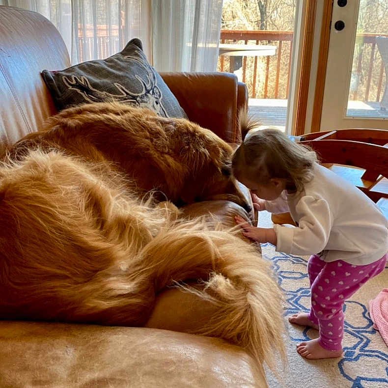 Louie joined the competition — help win amazing prizes! carnivore, comfort, companion_dog, couch, dog, dog_breed, fawn, floor, flooring, furniture, hardwood, human_leg, liver, living_room, long_hair, mammal, whiskers, window, wood, working_animal