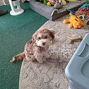 Friskey is registered to the contest to win money with this photo: dog, puppy, small_dog, fluffy, indoor, carpet, rug, dog_bed, plush_toys, toy, pet, cute, animal, floor, home, pet_tag, brown_dog, white_dog, sitting, cozy