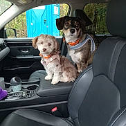 Cupcake is registered to the contest to win money with this photo: dog, car_interior, center_console, leather_seat, window, portable_toilet, greenery, orange_collar, small_dog, medium_dog, pets, animal, vehicle, seat_belt, dashboard, door_handle, cup_holder, car_seat, curious, two_dogs