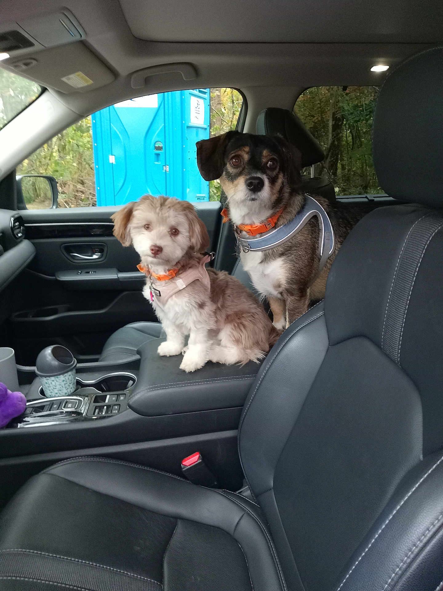 Cupcake is registered to the contest to win money with this photo: dog, car_interior, center_console, leather_seat, window, portable_toilet, greenery, orange_collar, small_dog, medium_dog, pets, animal, vehicle, seat_belt, dashboard, door_handle, cup_holder, car_seat, curious, two_dogs