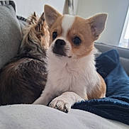 Aïko a rejoint le concours — aidez-le/la à gagner de superbes lots ! dog, small_dog, puppy, indoor, couch, furniture, paw, fur, pet, companion, cozy, resting, window, curtains, blanket, domestic_animal, cute, animal, two_dogs, relaxed