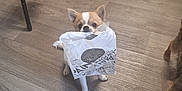Aïko participe au concours pour gagner de l'argent avec cette photo : dog, small_dog, paper_bag, indoor, wooden_floor, pet, cute, peek, playful, fur, animal, floor, two_dogs, canine, brown, white, ears, eyes, snout, domestic_animal