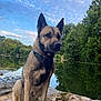 animal, canine, clouds, daytime, dog, forest, fur, harness, lake, leash, muddy, nature, outdoor, pet, reflection, rock, sitting, sky, trees, water