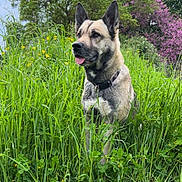 Nala a rejoint le concours — aidez-le/la à gagner de superbes lots ! alert, animal, canine, collar, daylight, dog, field, flora, fur, grass, greenery, mammal, nature, outdoor, pet, portrait, summer, tongue_out, tree, wildflowers